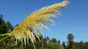 Pluma hermafrodita jovem